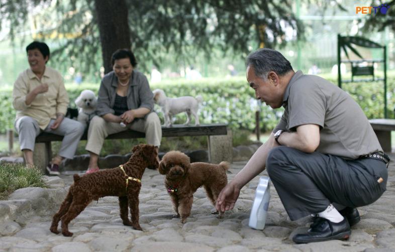Người già Trung Quốc cũng chọn nuôi thú cưng sau khi con cái họ lập gia đình và sống riêng