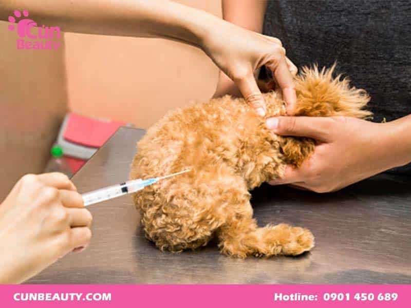 Việc tiêm vacxin phòng 7 bệnh cho chó mang lại nhiều lợi ích cho sức khỏe của chúng.