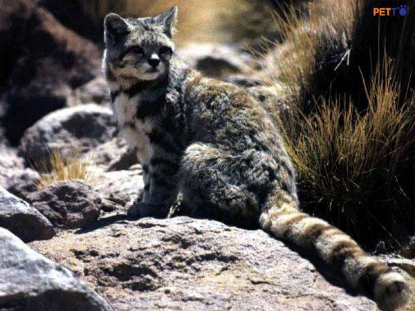 Mèo núi Andes sinh sống ở độ cao khoảng 3.500 – 4.800m