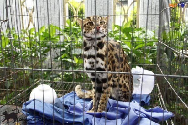 Mèo rừng prionailurus bengalensis thường sinh sống ở các khu rừng Đông Nam Á.