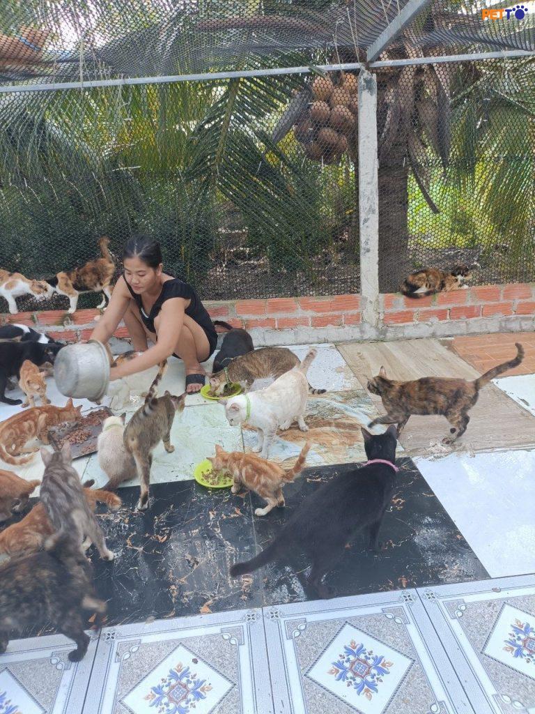 Chị Hà đã ra sức cưu mang rất nhiều bé mèo bị bỏ rơi