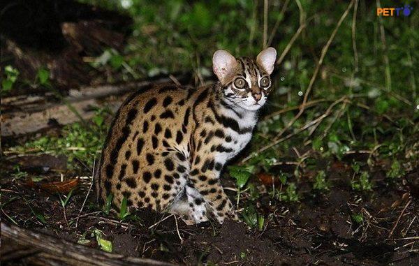 Mèo rừng có tên khoa học là Felis silvestris,