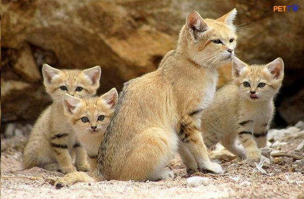 Mèo cát thường sinh sống ở các vùng sa mạc của Châu Á và Châu Phi.