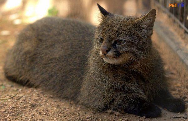 Mèo Pampas có môi trường sống khá đa dạng từ rừng khô.