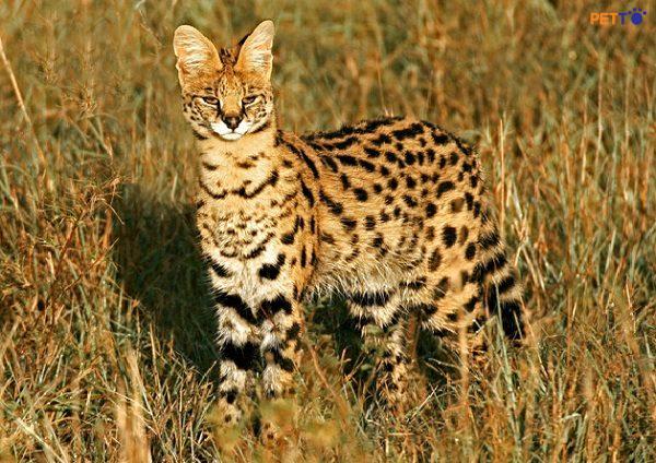 Đặc trưng của giống mèo rừng châu Phi là có thể chạy với tốc độ tối đa 80km/h.